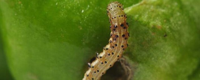 衣蛾幼虫的危害有哪些(衣蛾的危害性)