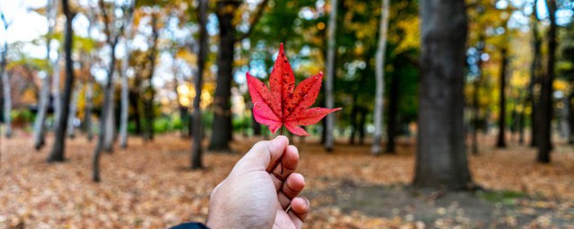 怎么缓解秋乏(秋乏要如何消除)