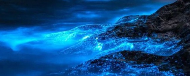 蓝眼泪是什么(蓝眼泪是什么时候才会有)