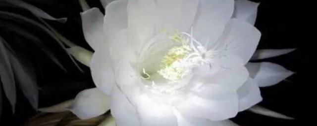 昙花一现的反义词是什么(昙花一现的反义词是什么表达爱情)