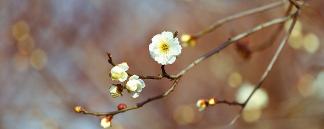 关于立春的解释(《立春》的意思)