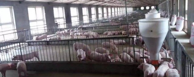 怎样处理猪尿水(猪尿的处理方法)