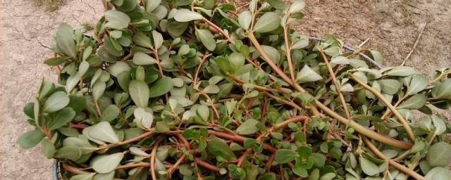 蚂蚁菜的功效与禁忌有什么(蚂蚁菜的副作用)