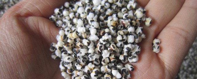 王不留行的功效与作用及禁忌(王不留行的功效与作用及禁忌症有哪些?)