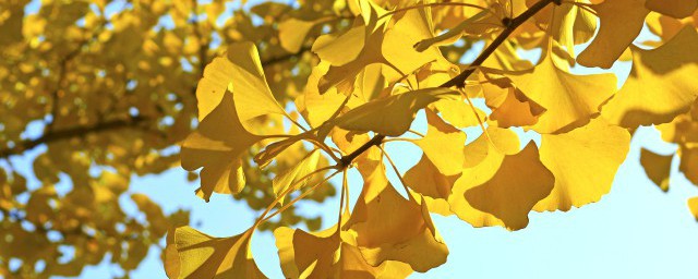 银杏叶片副作用及禁忌都有哪些(银杏叶片的作用和禁忌)