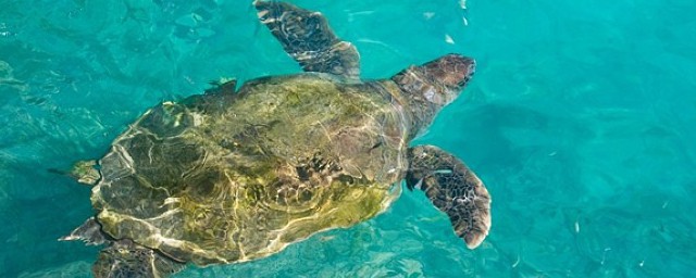 海龟是否属于两栖动物(海龟是两栖动物吗?回答是或者不是?)