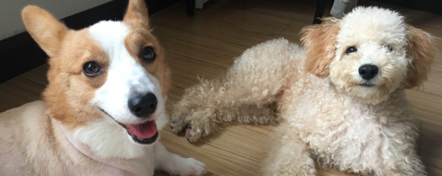 养一个月的狗狗有哪些禁忌(一个月的小狗有什么要注意的嘛)