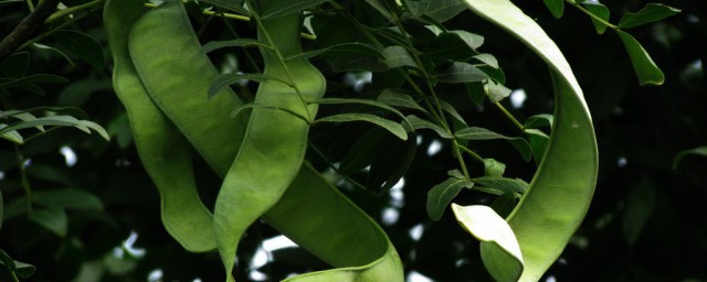 皂角的简介(皂角主要成分)