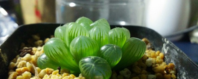 玉露闷养多久可以见效(玉露几月份闷养好)