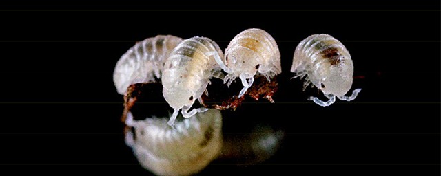 西瓜虫的功效与作用有哪些(西瓜虫有什么药效)