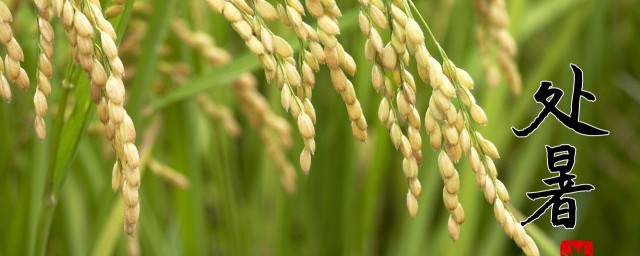 处暑是什么时候(处暑是什么时候?)