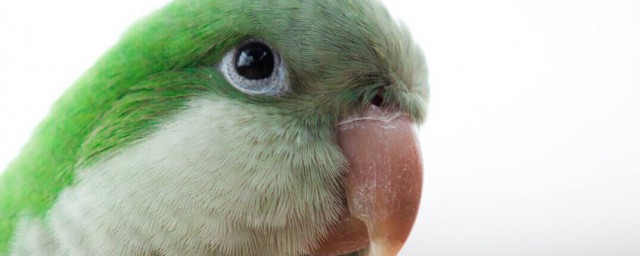 鹦鹉会说话又好养的种类(家养鹦鹉什么品种好会说话)