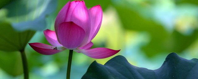 荷叶的禁忌说明(荷叶的食用方法及禁忌)