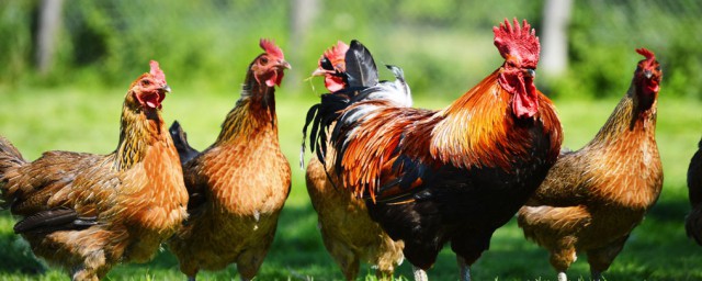 家禽是指人工蒙养的动物(人工饲养的家禽有哪些)