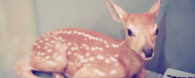 含有鹿的清新小短句(关于鹿的短句)