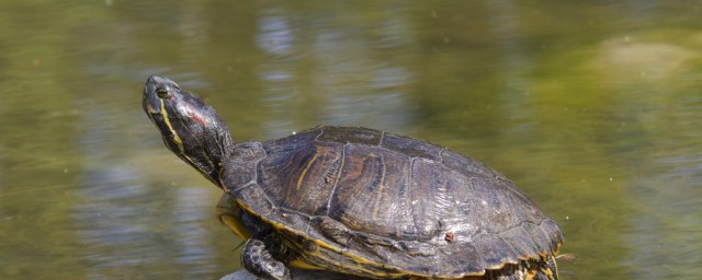 鳖和甲鱼是同一种生物吗(甲鱼是什么生物)