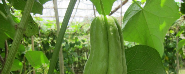 洋丝瓜解释(洋丝瓜学名叫什么)