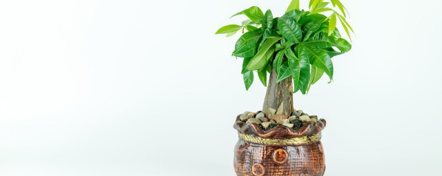 发财树可以水培养吗(发财树水培好养吗)