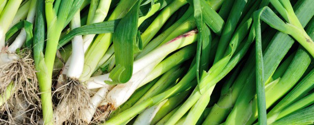 怎样拔蒜苔不会断(蒜苔不拔会怎么样)