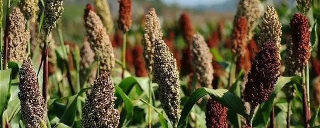 高粱的拼音是什么(高粱还是高粱拼音)