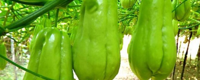 佛手瓜的保存技巧(佛手瓜的储存方法)