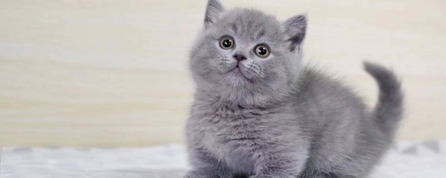 蓝猫的性格如何(蓝猫有什么性格特点)