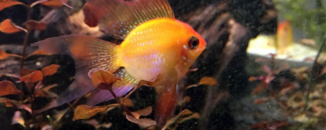 金波子怎么养(金波子怎么养好)