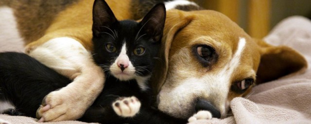 猫狗同养有什么禁忌(猫狗同养要注意什么)