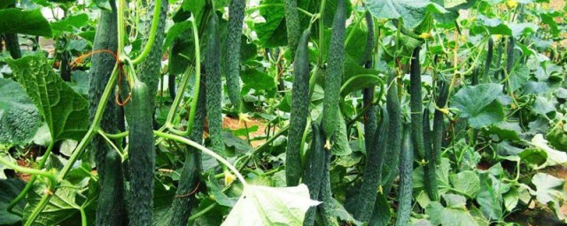 先正达适乐时使用方法是什么(先正达适乐时治什么病)