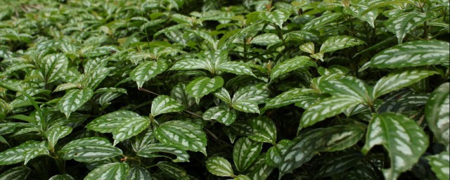 冷水花如何养殖(冷水花好养吗)