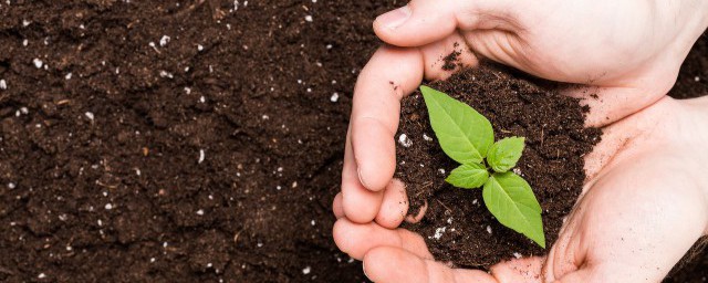 关于杯苗和地苗区别介绍(株苗与杯苗)