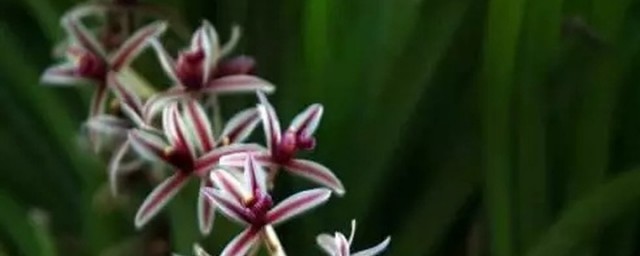 怎么养纹瓣兰(纹瓣兰名贵吗)