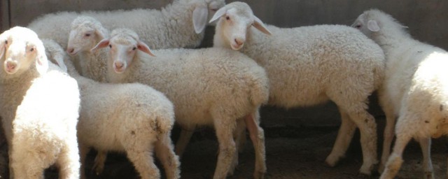 贵州有哪些优良品种牲畜(贵州畜禽优良品种)