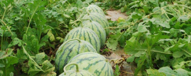 西瓜种植的技巧(西瓜种植技术 如何种西瓜)