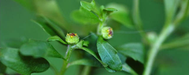 鹅不食草的作用(鹅不食草的作用及禁忌)
