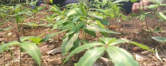 黄精种植和田间管理技术有哪些(黄精的田间管理)