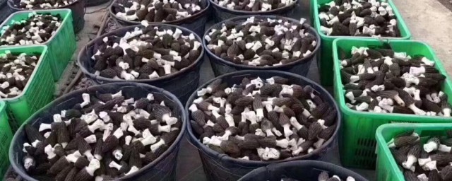 如何处理新鲜羊肚菌(如何清洗新鲜羊肚菌)