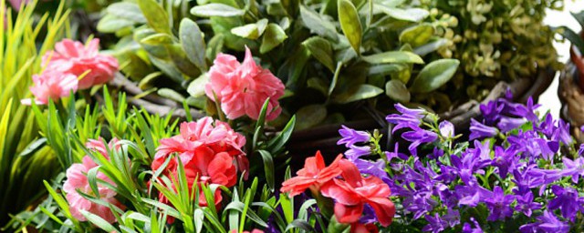 凤尾竹的养殖方法和注意事项有哪些(凤尾竹养殖方法六大要技)