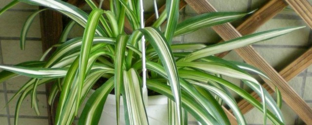 吊兰如何养殖(吊兰的养殖)