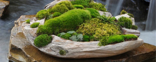 养苔藓需要注意什么(用什么养苔藓)