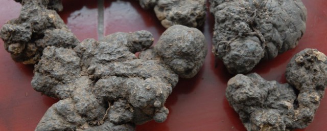 关于猪苓的介绍(猪苓是什么样的)