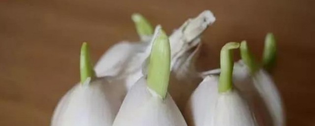 大蒜怎么催芽(大蒜怎么催芽?)