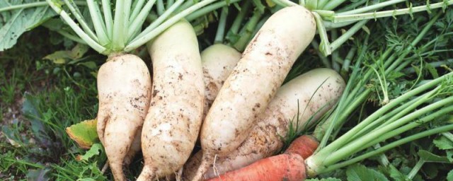 12月适合种的农作物介绍(12月份适合种植什么农产品)