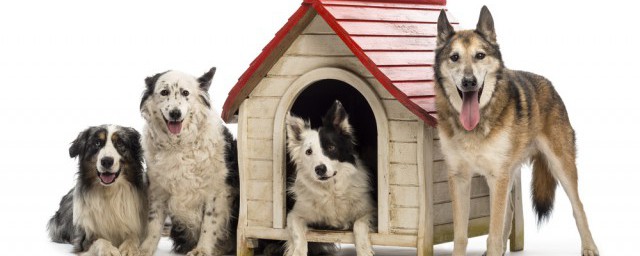 养柴犬的禁忌有哪些(柴犬要注意什么)