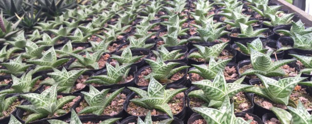 翠花掌如何养植(翠花掌怎么繁殖)