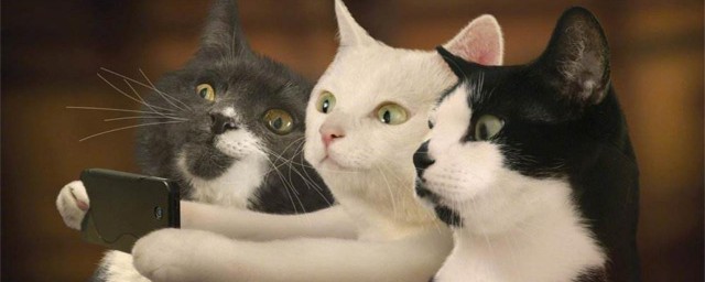 关于养猫的禁忌介绍(养猫禁忌,什么猫不宜养)