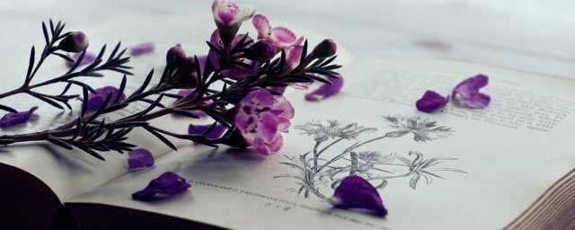 农业收成解释(收成的意思是什么农作物)