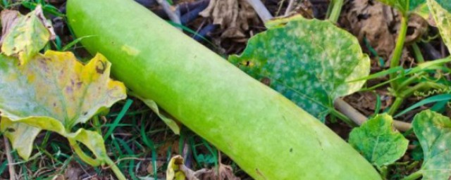 瓠子的叫法(瓠子的学名叫什么)