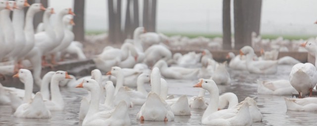 关于养鹅的禁忌介绍(养鹅小常识)
