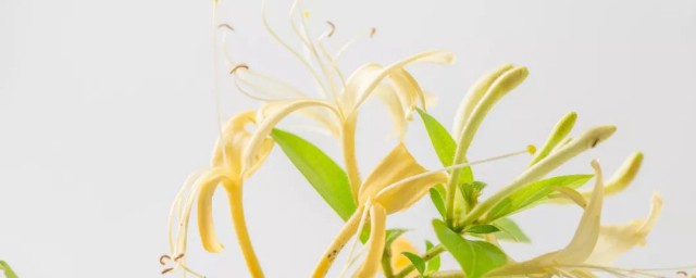 金银花泡出来的水是绿色的能不能喝(金银花泡水是绿色的怎么回事)